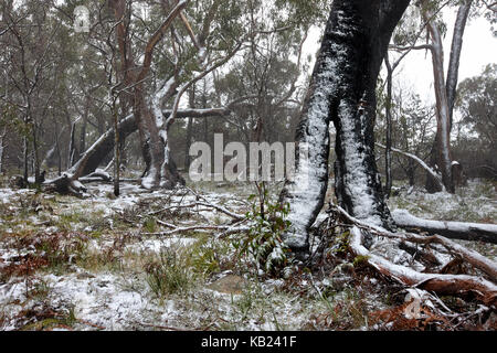 Light snowfall in Eucalypt forest during winter in the Grampians, Victoria, Australia Stock Photo