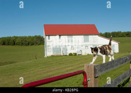 Semi-feral calico farm cat prowls on a fence with a white-washed, red-roofed barn in the background. Stock Photo