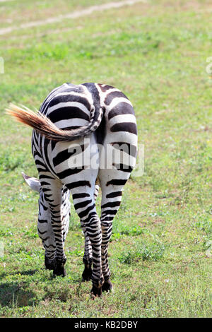 Grant's Zebra, Cape May County Park and Zoo, New Jersey, USA Stock Photo