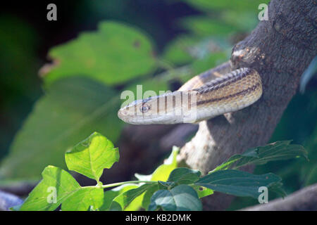 A snake in a tree. an allegorical of Adam and Eve Stock Photo