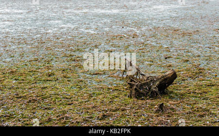 Dead tree stump sinking in large muddy swamp covered in algae and seaweed. Stock Photo