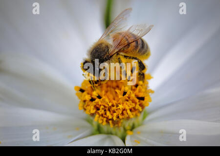 macro of a bee covered in pollen on a white cosmos flower Stock Photo