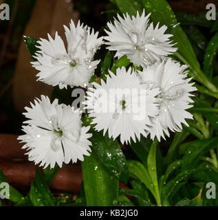 Cluster of  white flowers of Dianthus barbatus with raindrops on frilly edged petals against background of emerald green leaves Stock Photo