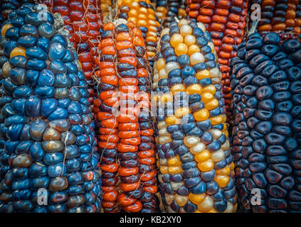 Indian colored corn background. Stock Photo