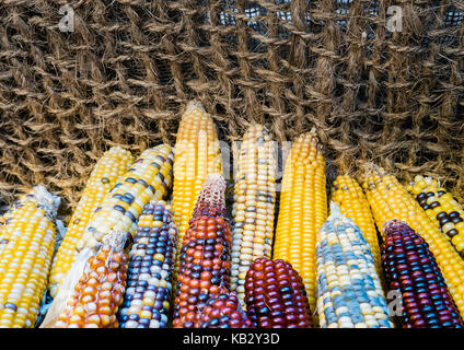 Indian colored corn background. Stock Photo