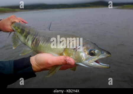 Fisherman holding a chum or dog salmon caught while fly fishing near Chignik Alaska Stock Photo