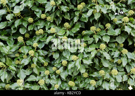 Hedera hibernica. Atlantic ivy or Irish ivy Stock Photo