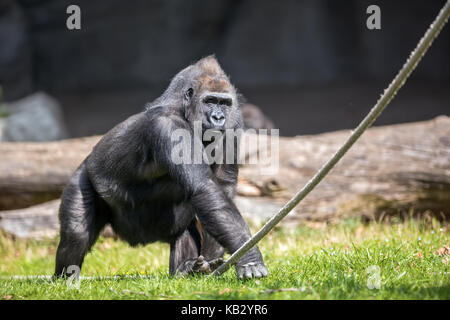 male gorilla in zoological park Stock Photo