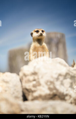 Meerkat peeking behind rock, funny portrait Stock Photo