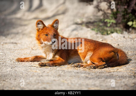 Red Fox lying on sand, predator in wild Stock Photo