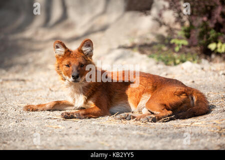 Beautiful  red fox enjoying in sunny day Stock Photo