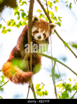 Red Panda  or Lesser Panda hanging on a branch high in a tree Stock Photo