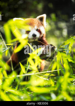 Young red panda eating leaves in nature Stock Photo