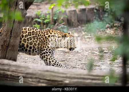Snow Leopard Irbis (Panthera uncia) leopard walking  in zoo Stock Photo