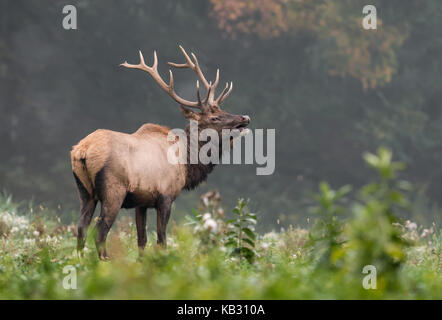 Elk in Pennsylvania Stock Photo