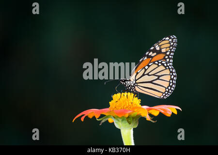 Monarch Butterfly on Mexican Sunflower Stock Photo