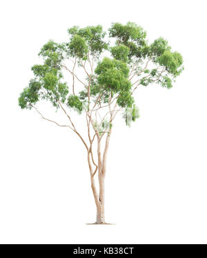 Green beautiful and tall eucalyptus tree isolated on white background Stock Photo