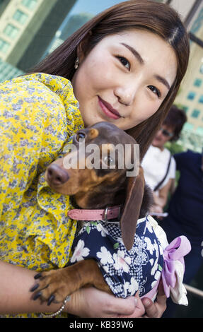Annual dachshund fancy dress costume contest Melbourne Australia Stock Photo