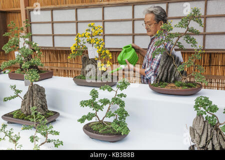 Bonsai tree at shrine in Japan. Beautiful zen garden with gravel Stock  Photo - Alamy