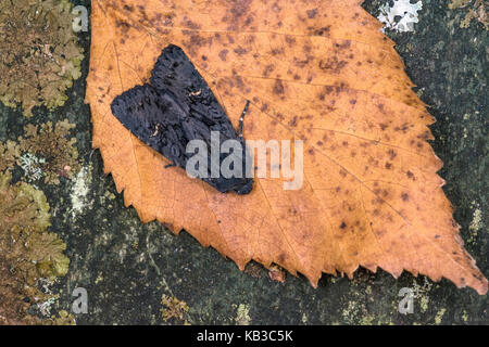 Garden Moth resting after being caught in a Moth Trap. Stock Photo