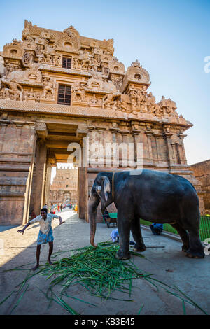 India, Tamil Nadu, Thanjavur, Sri Brihadeshwara Tempel, elephant in the foreground Stock Photo