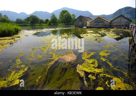 Alga pest in the Kochelsee, caused by algae overfertilization on the shore near Schlehdorf, Stock Photo