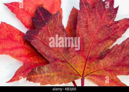 Horizontal closeup photo of two red maple leaves on a white background Stock Photo