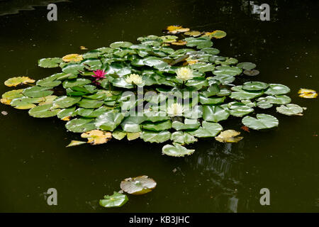 Water lilies Stock Photo