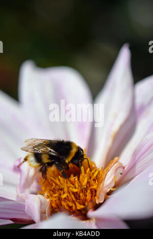 Close up of bumblebee (Bombus lucorum) on red and white dahlia.
