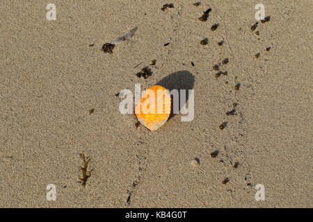 Seaside shoreline still life with an oyster shell and various natural elements in landscape format with copy space Stock Photo