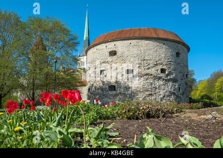 View of the Fat Margaret tower and st. Olav's Church. Tallinn, Estonia, EU Stock Photo