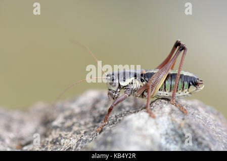 Western Alpine Bush-cricket (Anonconotus occidentalis) male perched on a stone, Italy, Piedmont, Orsiera Rocciavre Natural Park Stock Photo