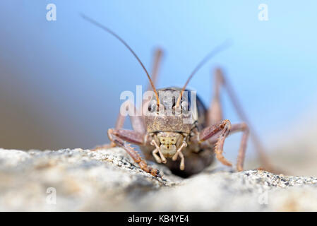 Western Alpine Bush-cricket (Anonconotus occidentalis) female looking at camera, Italy, Piedmont, Orsiera Rocciavre Natural Park Stock Photo