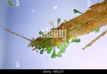 Protist (Stentor polymorphus) close up Stock Photo