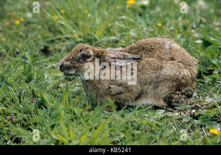 European Rabbit (Oryctolagus cuniculus) infected with myxomatosis, a viral infection that causes blindness and possibly death, Europe Stock Photo