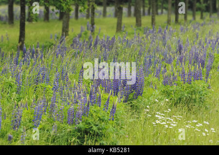 Narrow-leaved Blue Lupin (Lupinus angustifolius) as a remnant of green-fertilizing fields, Eesveen, Steenwijk, Overijssel, The Netherlands Stock Photo