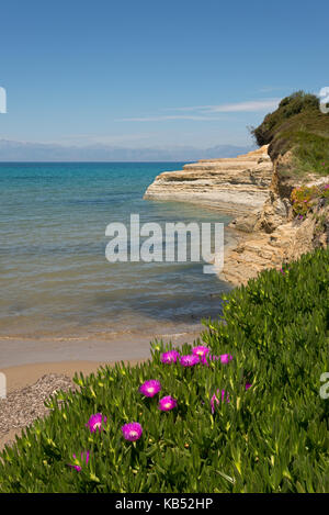 Sally-my-handsome (Carpobrotus acinaciformis) flowering, Greece, Ionian Islands, Corfu Stock Photo
