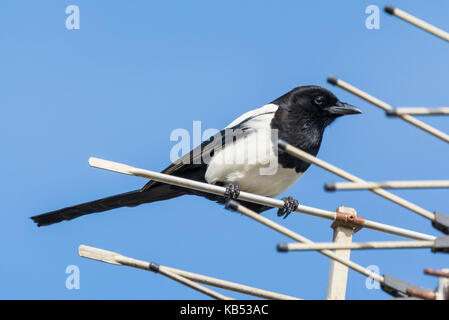 Eurasian Magpie bird (Pica pica) perched on a TV aerial in West Sussex, England, UK. Stock Photo