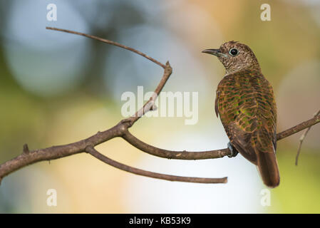 African Emerald Cuckoo (Chrysococcyx cupreus) female perched on a branch, Malawi, Blantyre Stock Photo