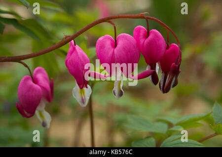 Dicentra spectabilis also known as Venus's car, bleeding heart, or lyre flower Stock Photo