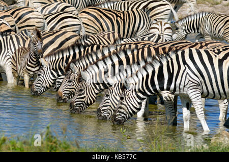 Namibia, Kunene, Etosha National Park, Burchell's zebra (Equus burchellii) Stock Photo