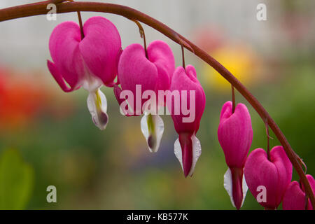 Dicentra spectabilis also known as Venus's car, bleeding heart, or lyre flower Stock Photo