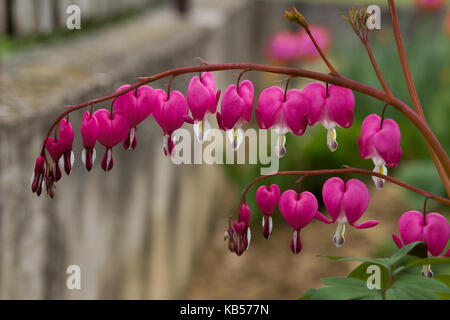 Dicentra spectabilis also known as Venus's car, bleeding heart, or lyre flower Stock Photo