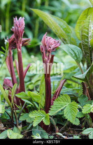 Deep red new shoots of a peony Stock Photo
