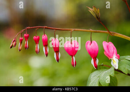 bleeding heart, blossoms Stock Photo