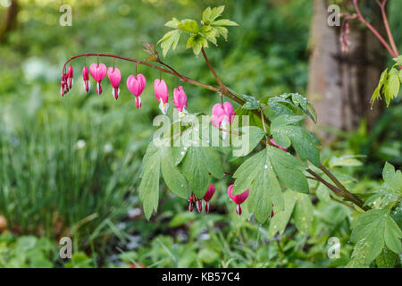 bleeding heart, blossoms Stock Photo