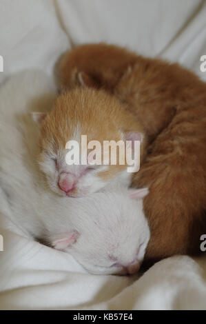 Three days old kitten with closed eyes in whelping box Stock Photo