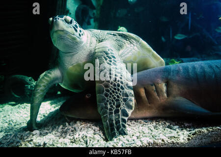 sea turtle and shark under water, close-up, Testudinata, Selachii Stock Photo