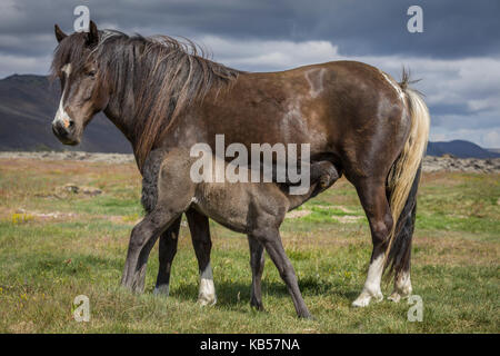 Mare and Foal, Iceland Icelandic pure-bred foal nursing. Stock Photo