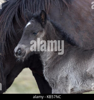 Newborn foal with horse, Iceland Icelandic pure-bred horses, Iceland Stock Photo